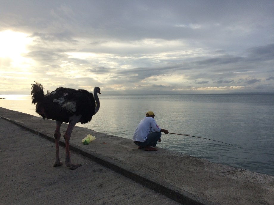 Sometimes, they paint a picture of brooding threat. But, no, they are just curious, actually.