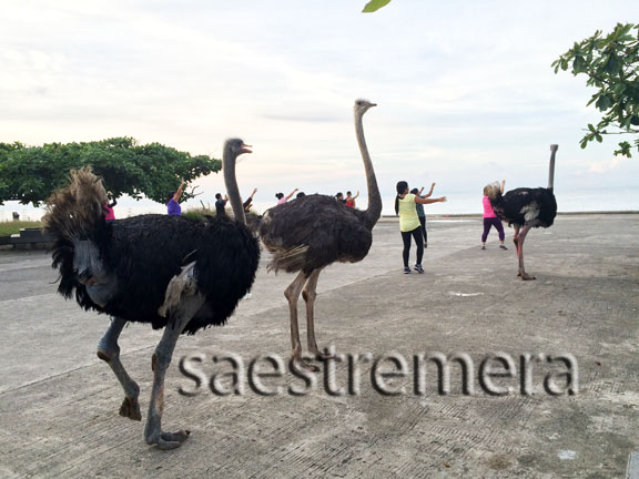 Which they love to do.