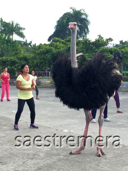 And they can shake their butts like the Zumba dancers do.