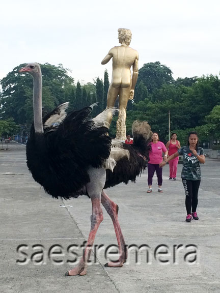 And spread their wings as if showing how people should dance.