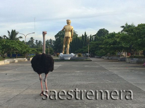 These ostriches strut around the baywalk.