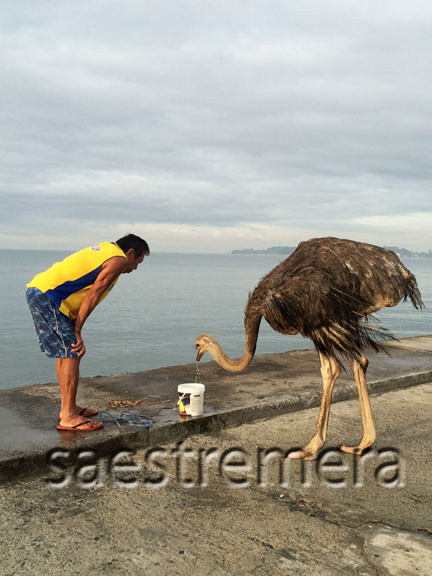 And this one loves playing with seawater, her caretaker says.