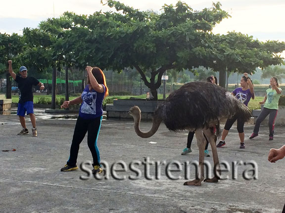 Peer down the rear of one of them.