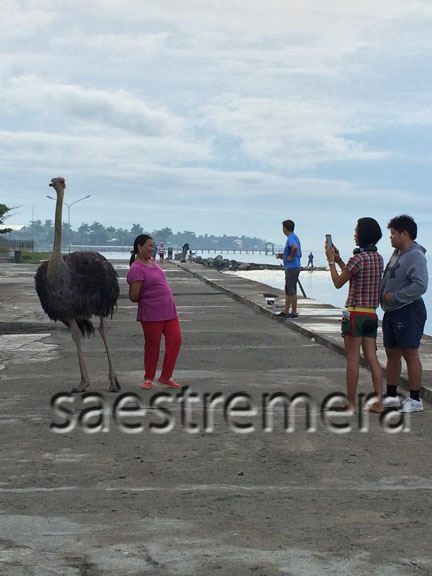 They have become favorite subjects of photos. Promenaders pose with them every chance they get.